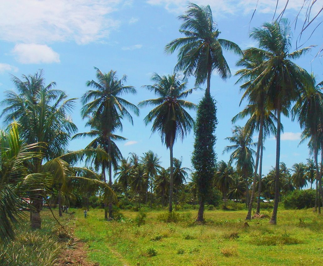 Pineapple Property Palms